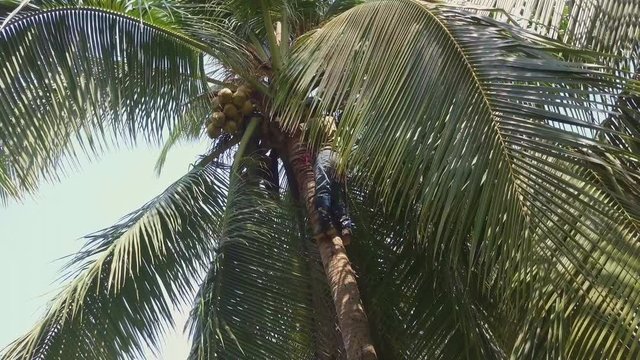Costa Rican tree trimmer climbs a tall palm tree with no safety ropes and uses a machete to cut of a frond on the beaches of Punta Banco, Costa Rica.