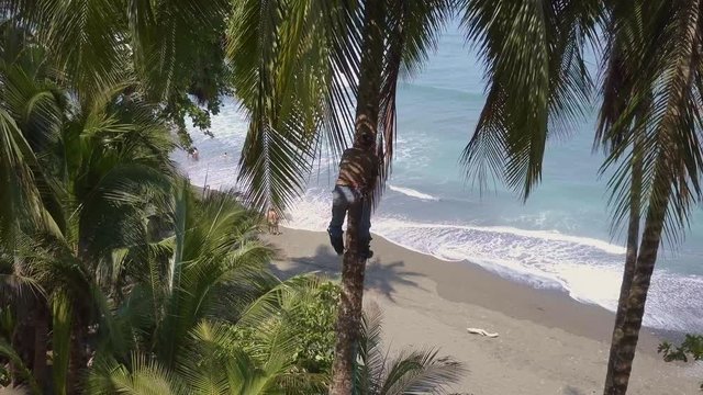 Costa Rican tree trimmer climbs a tall palm tree with no safety ropes in order to trim it on the beaches of Punta Banco, Costa Rica.