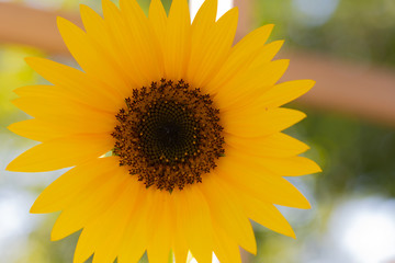 Obraz premium Flower close up