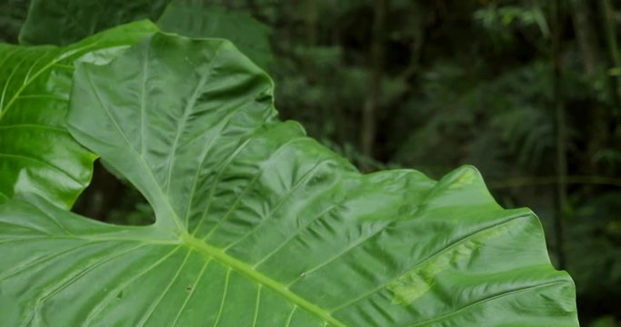 Leaf tilt up and focus on forest.