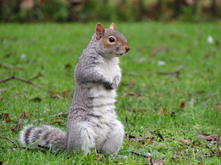 squirrel