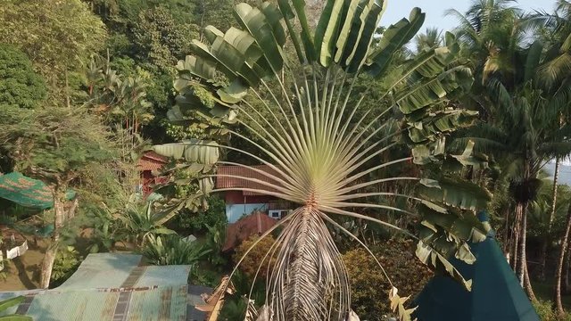 Aerial shot rising over the fan shaped fronds of a Traveler&rsquo;s Palm tree, ravenala madagascariensis, on the beach of Punta Banco, Costa Rica.