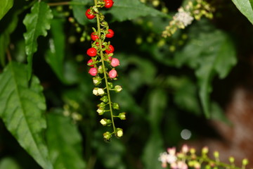 small bud of plant on blur background