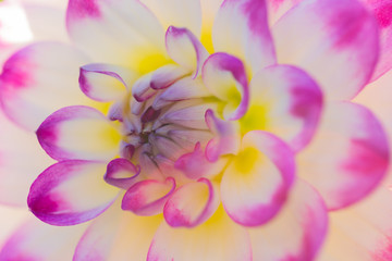 Flower close up