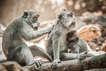 Close up of monkey family sitting in sacred monkey forest