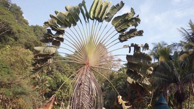 Aerial shot pulling away from a Traveler&rsquo;s Palm tree, ravenala madagascariensis, on the beach of Punta Banco, Costa Rica.