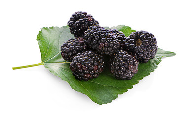 mulberries fruit and mulberry leaf on white background healthy mulberry fruit food isolated