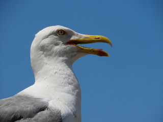 seagull on background of blue sky