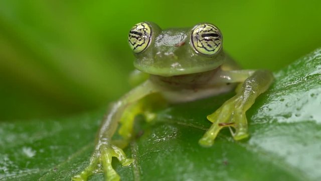 Glass Frog Sachatamia ilex