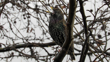 european starling