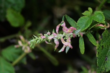 Galls of mugwort