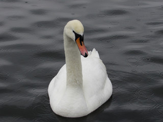 Obraz premium swan on lake