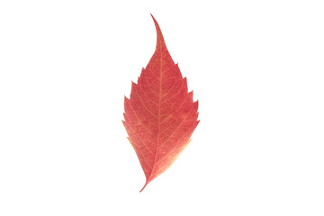 Autumn leaves on white background