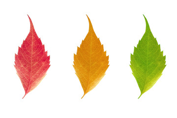 Autumn leaves on a white background with a collage of three green yellow red