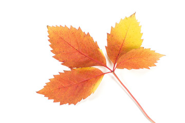 Autumn leaves on white background