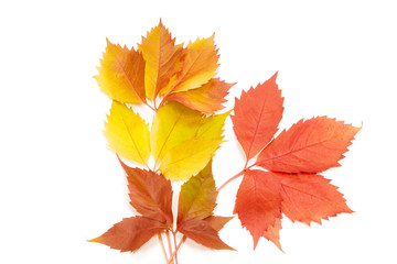 Autumn leaves on white background
