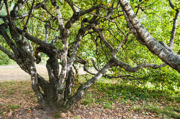 Karelian birch (Betula pendula var. carelica). Beautiful tree. Landscape. Late summer. Early autumn