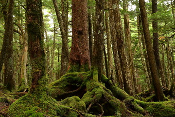 Moss covered trees in green forest.