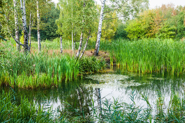 Beautiful summer-autumn water landscape with birches and water plants. Great Manna Grass (Glyceria maxima), broad-leaved pondweed (Potamogeton natans), Common reed (Phragmites)