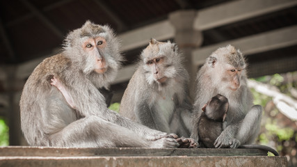 Close up of monkey family sitting in sacred monkey forest