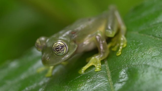 Glass Frog Sachatamia ilex walks along a leaf in slow motion. In humid tropical rainforest on the western Andean slopes of Ecuador