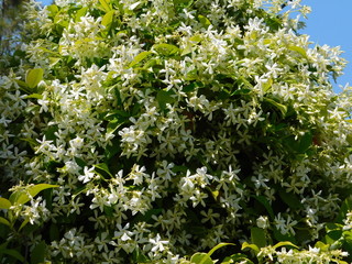 Jasmine or jasminum officinale vine and white flowers in spring