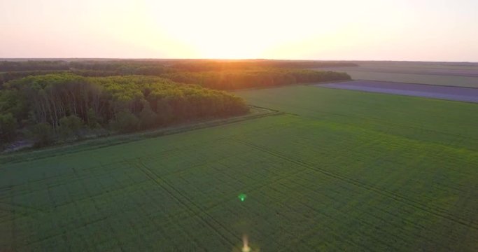Beautiful evening over typical Dutch flat agriculture next to a forest, aerial view. Located on Texel.
