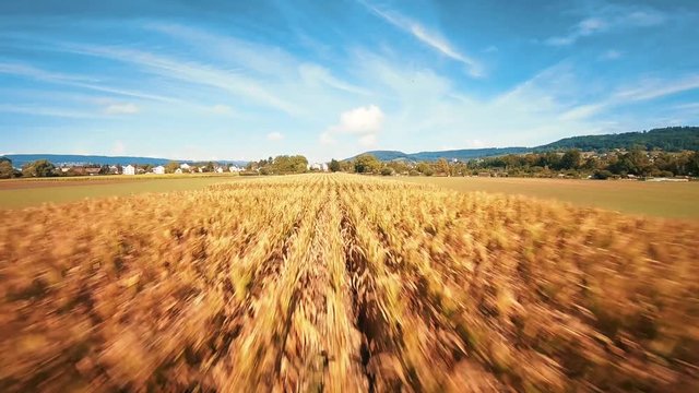 flying over corn feeld 2 with drone shadow
