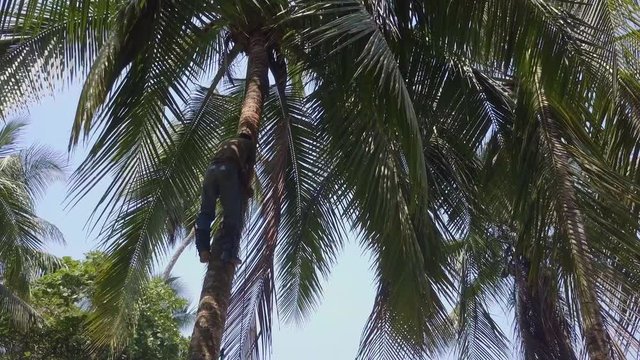 Costa Rican tree trimmer slowly climbs back down a tall palm tree after trimming it on the sandy beaches of Punta Banco, Costa Rica.