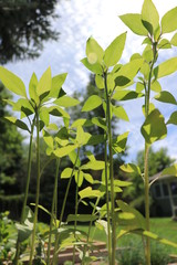 Green Leaves in Sun Against the Sky