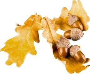 Acorns with Brown Oak Leaves - Isolated