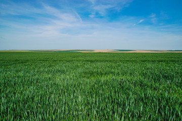Green farmland under blue sky