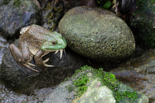 Bullfrog (Rana Catesbeiana) sitting on the stone