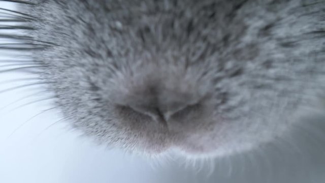Extreme macro close-up of a chinchilla nose sniffing the air
