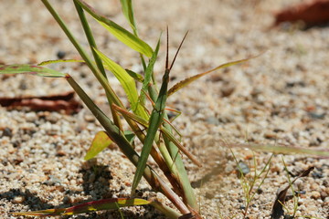 grasshopper