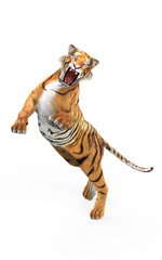 3d Illustration Dangerous Bengal Tiger Roaring and Jumping Isolated on White Background with Clipping Path.