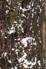 Obraz premium Tree trunk/bark with a little bit of snow coverage