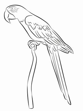 recommend clip art: illustration of a parrot , vector drawing