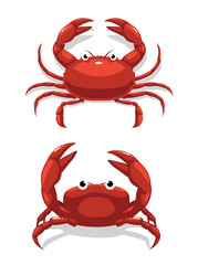 Cute Crab Top Front View Cartoon Pose