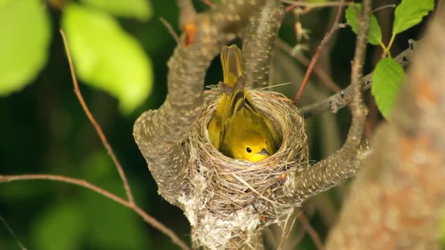 A female yellow warbler is sitting on its eggs during a hot summer day.