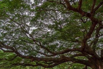 Giant monkey pod tree branches