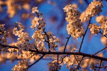 Spring close up scene of an apricot branch full with flowers