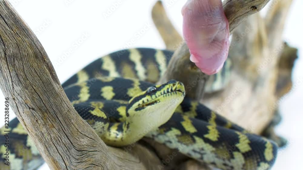 Aufkleber close-up of a python snake striking at and eating a mouse