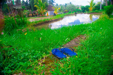 Rice field in Bali, Indonesia. Bali is an Indonesian island and known as a tourist destination. In Bali, rice harvest seasons come three times in a year.