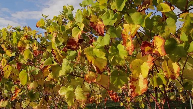 Orange Red and Green vineyard slider fall