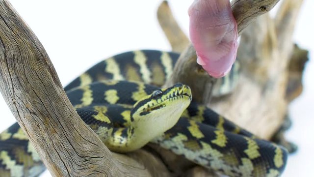 Close-up of a python snake striking at and eating a mouse
