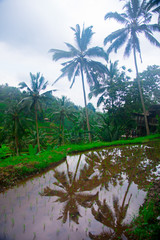 Rice field in Bali, Indonesia. Bali is an Indonesian island and known as a tourist destination. In Bali, rice harvest seasons come three times in a year.