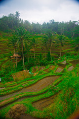 Fototapeta na wymiar Rice field in Bali, Indonesia. Bali is an Indonesian island and known as a tourist destination. In Bali, rice harvest seasons come three times in a year.