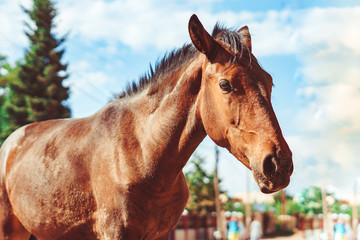 the horse in the summer on the nature