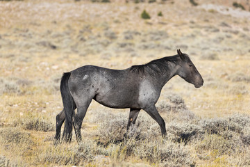 Fototapeta premium A Grey mare from the Pryor Mountain wild horse herd grazing in the Big Horn Basin area in Montana.